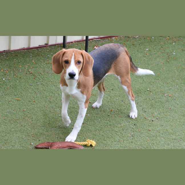 Photo of Bandit