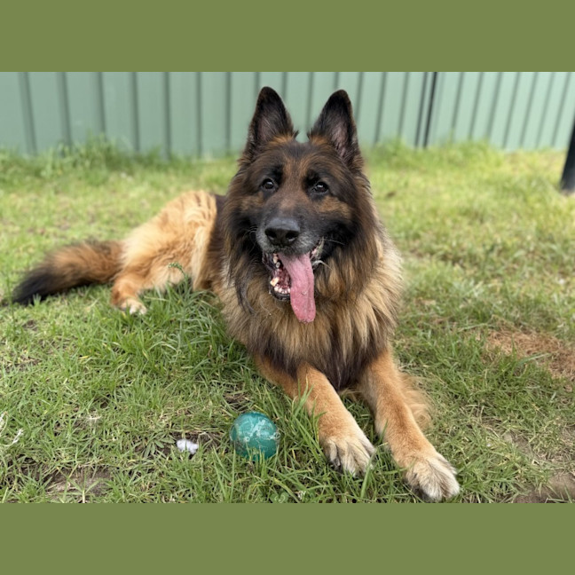 Photo of Aslan Imp 3187