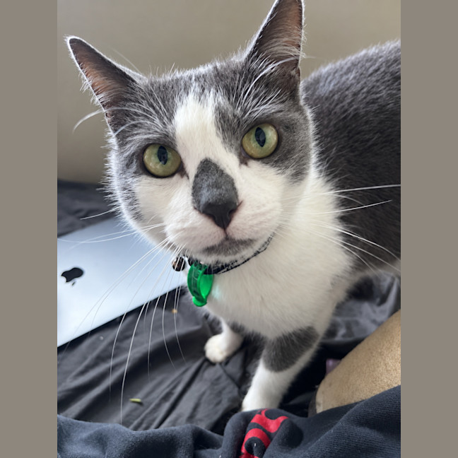 Photo of Ollie