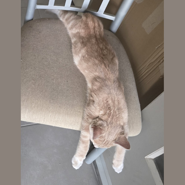 Photo of Makaro 🌷