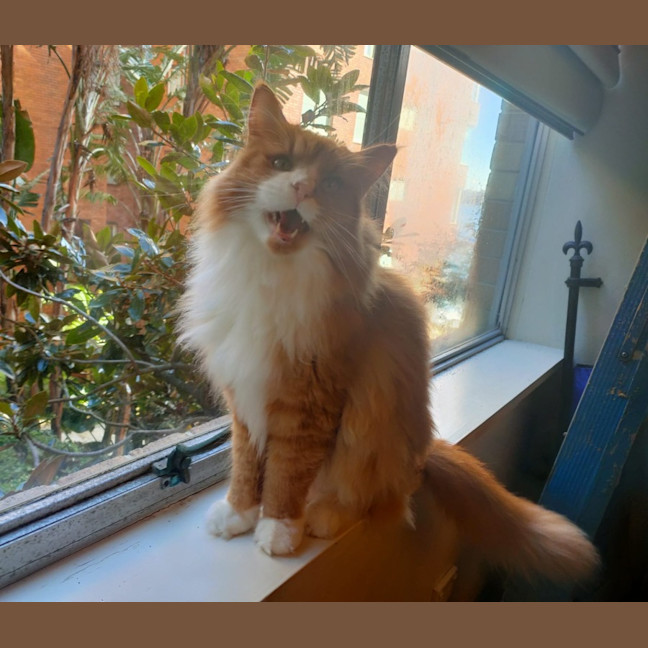 Photo of 🦁 Leo 🦁 