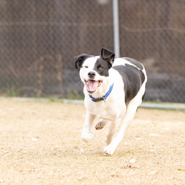 Photo of Daisy