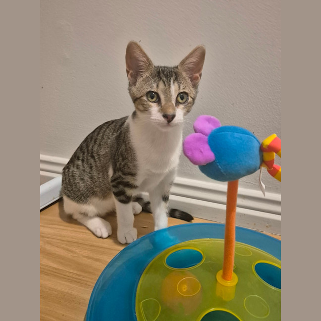 Photo of Willow