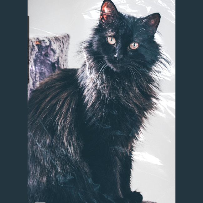 Photo of Sumi