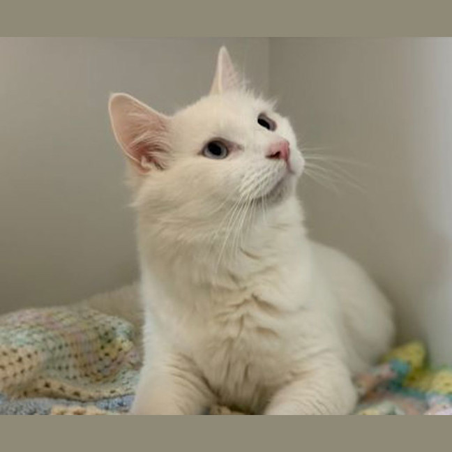 Photo of Ghostie