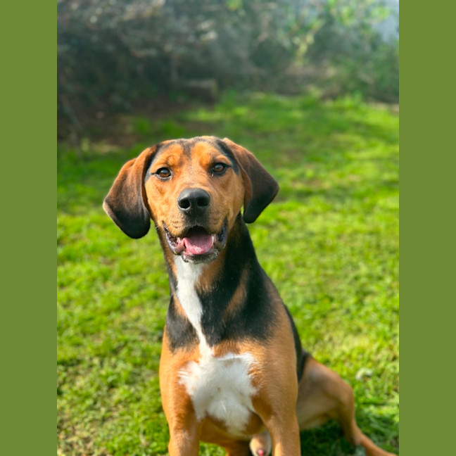 Photo of Boxer