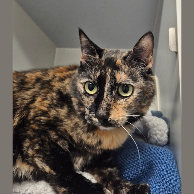 Photo of Pebbles