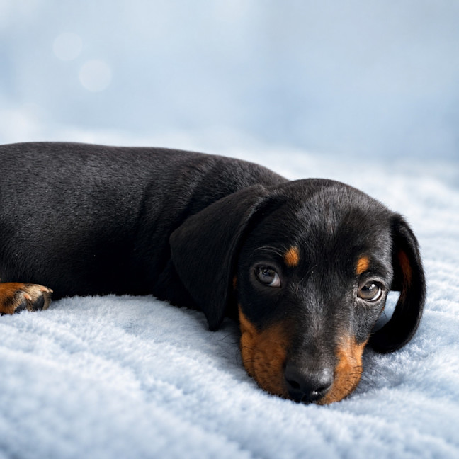 Photo of Archie