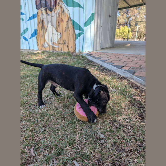 Photo of Chewie (Philip)
