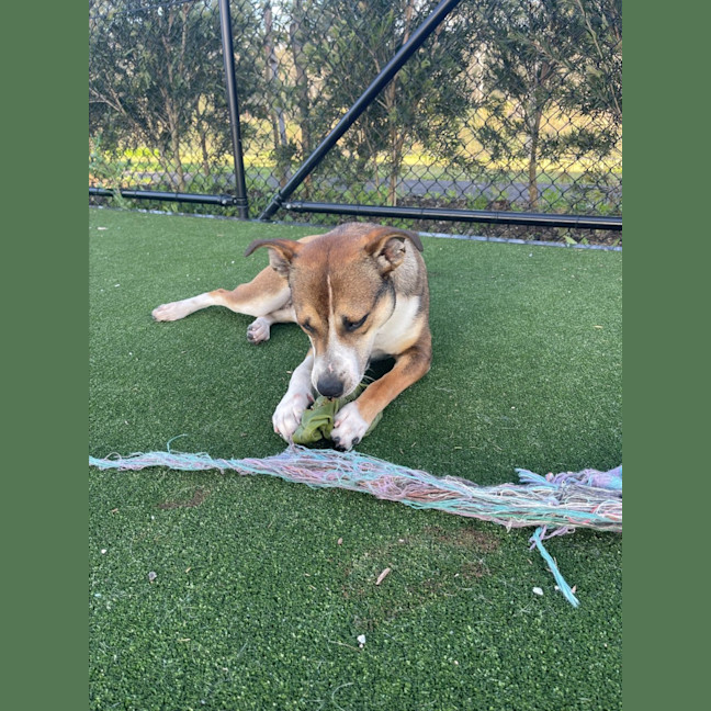 Photo of Kobe Imp 1375