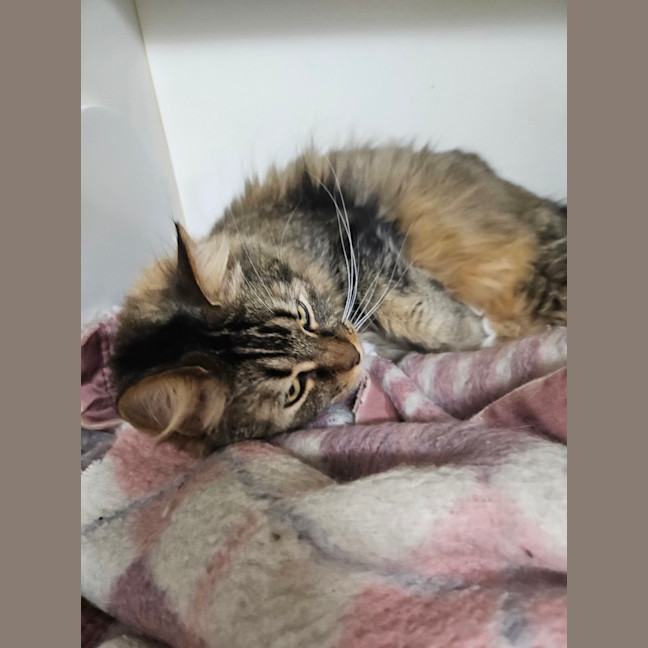 Photo of Clover