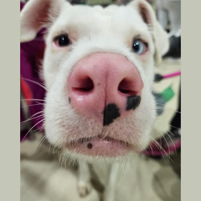 Photo of Coconut Slice