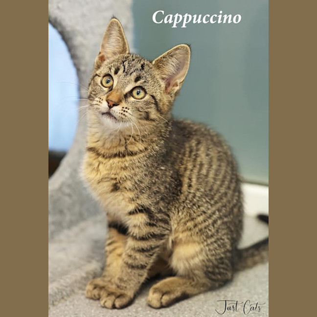 Photo of Cappuccino   Petstock Invermay