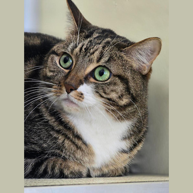 Photo of 🧶 Maggie 7215 🧶