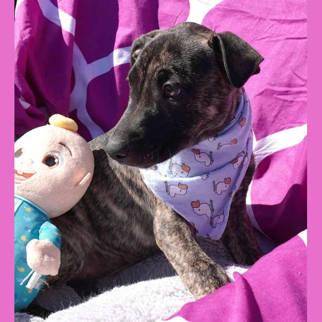 Photo of Cora