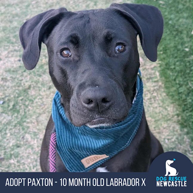 Photo of Paxton   10 Month Old Labrador X Staffy