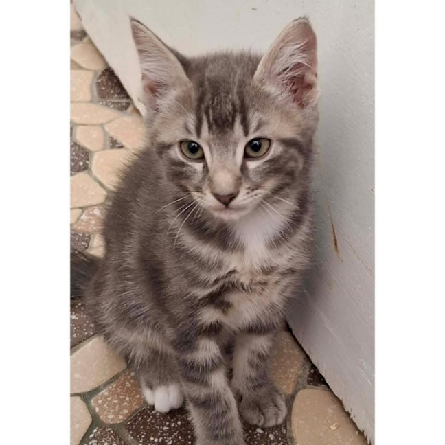 Photo of 12833   Gauge