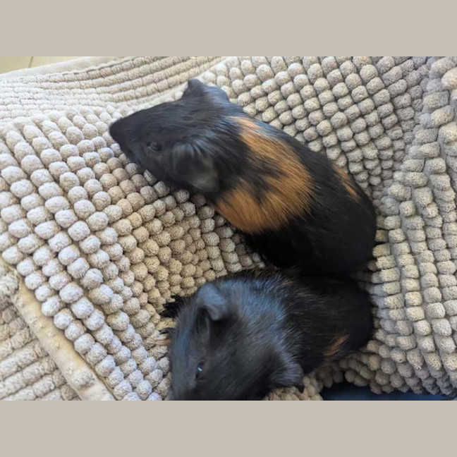 Photo of Thunder & Lightning