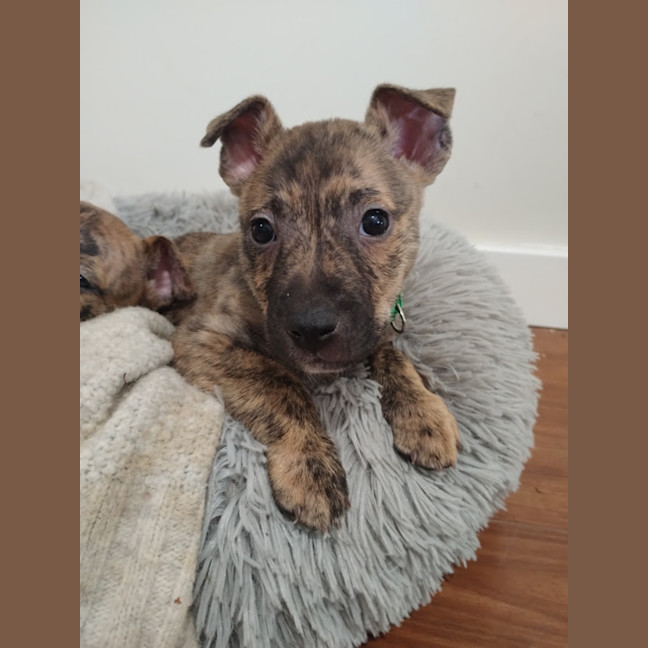 Photo of Collar Green