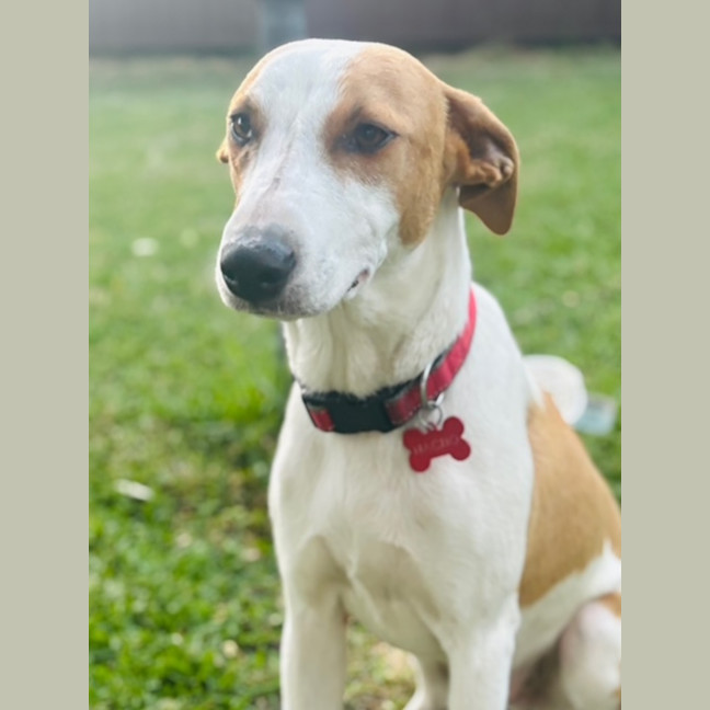 Photo of Nacho   7 Month Old Koolie X Kelpie