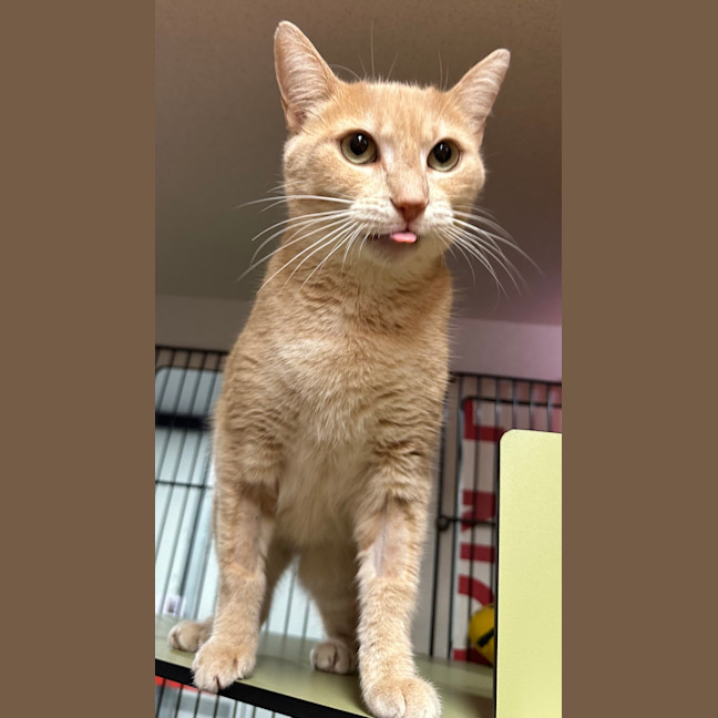 Photo of Peaches
