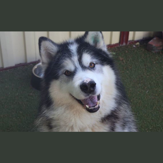 Photo of Angus