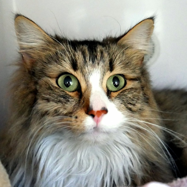 Photo of Andre Sua012965