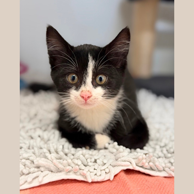 Photo of Violet