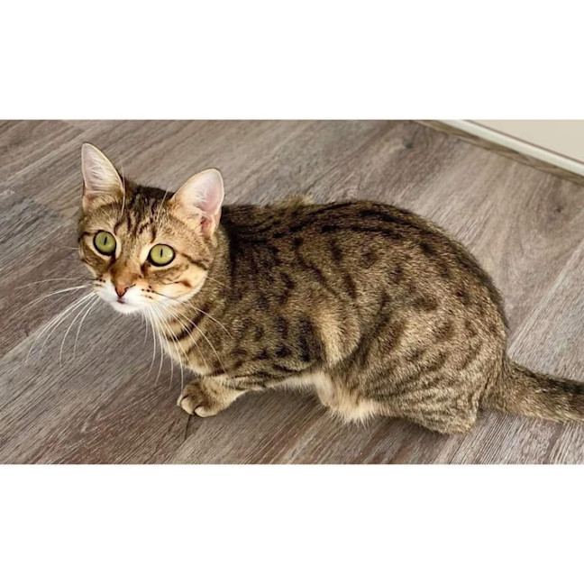 Photo of 11645   Trixie