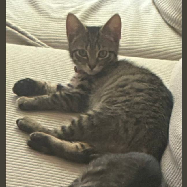 Photo of Connie ** 2nd Chance Cat Rescue **