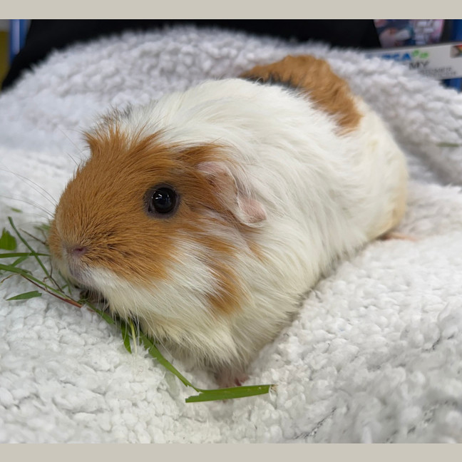 Photo of Toffee