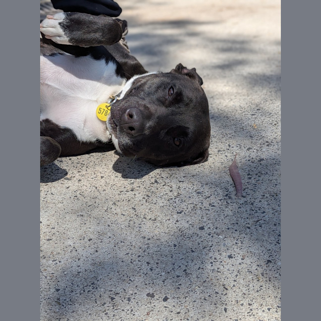 Photo of Mochi