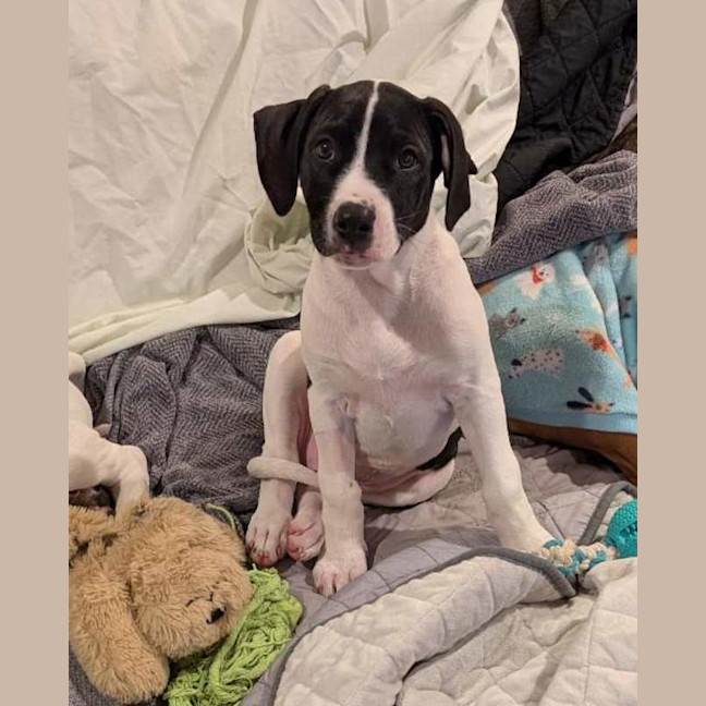 Photo of Penny