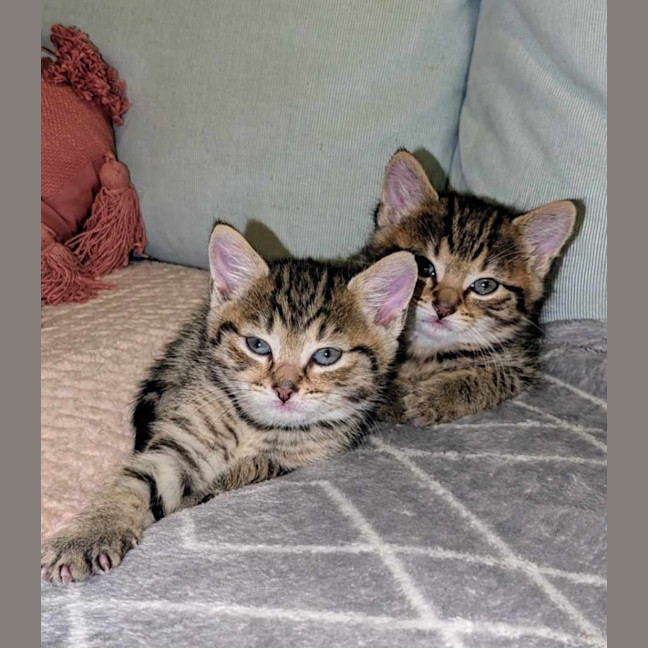 Photo of Simba & Audrey