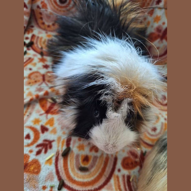 Photo of Benny & Chonky