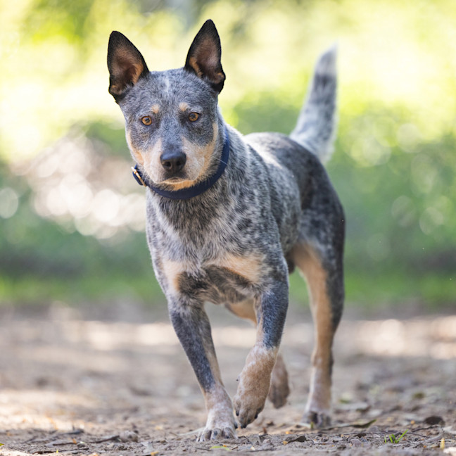 Photo of Cobalt