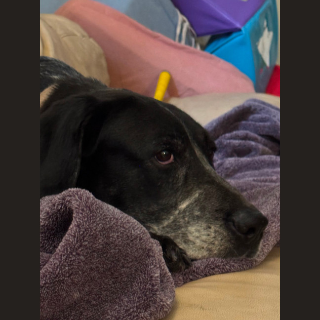 Photo of Koda