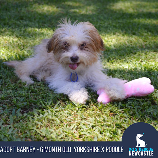 Photo of Barney   6 Month Old Yorkshire X Poodle