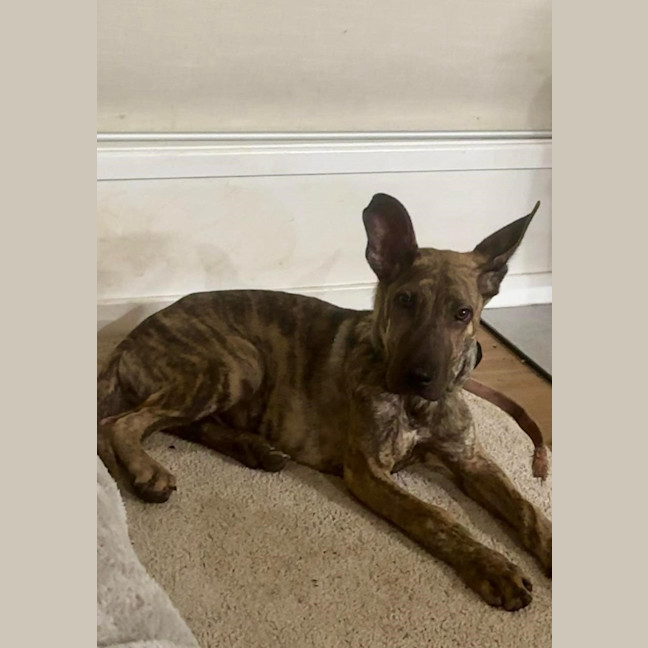 Photo of Tank (8872)