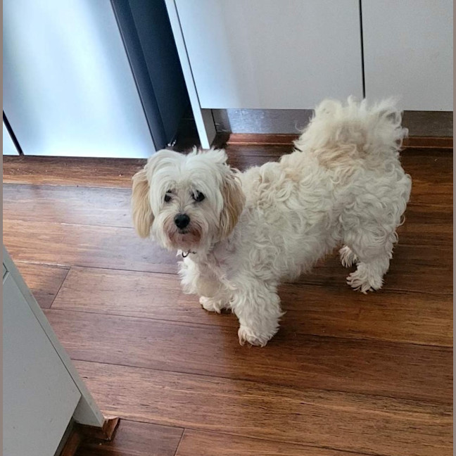 Photo of Rolly   8 Year Old Maltese X