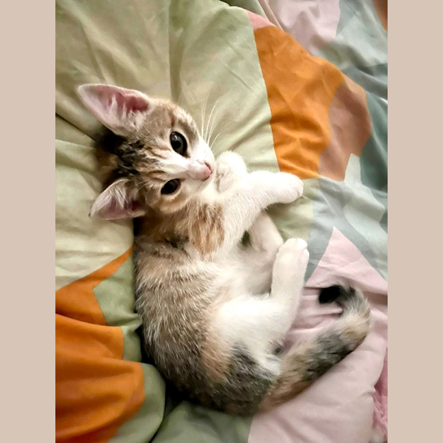 Photo of Kit Kat