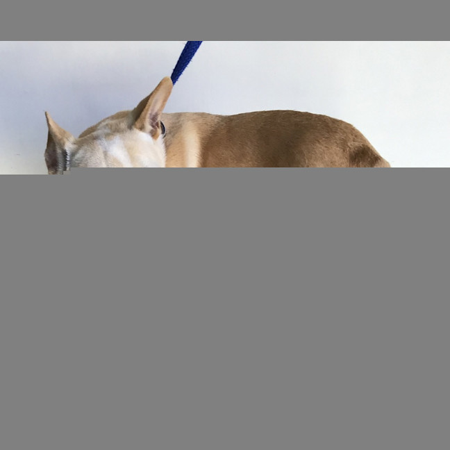Photo of Rabbit