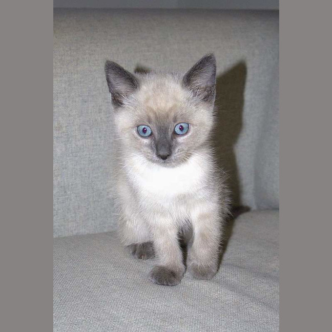 Photo of Hector