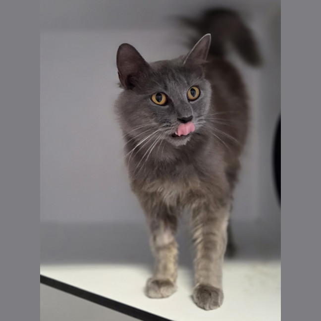 Photo of Nimbus