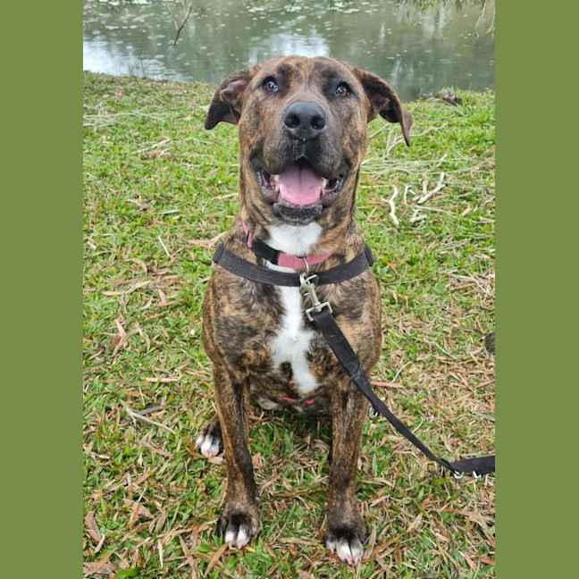 Photo of Mocha