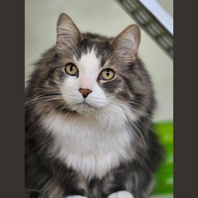 Photo of 🎩 Buddy 7214 🎩