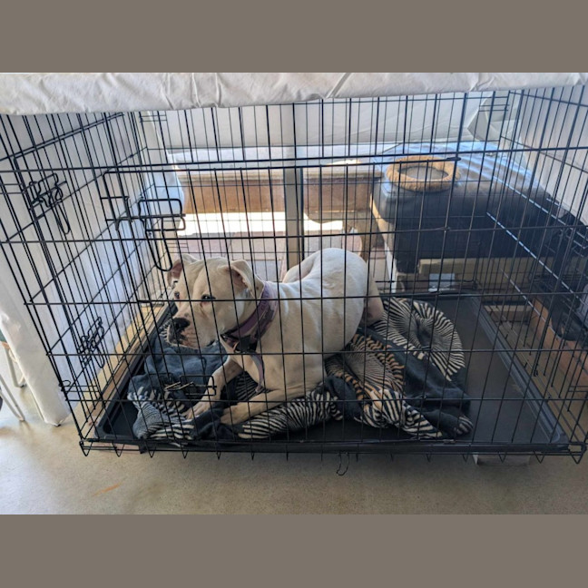 Photo of Luna