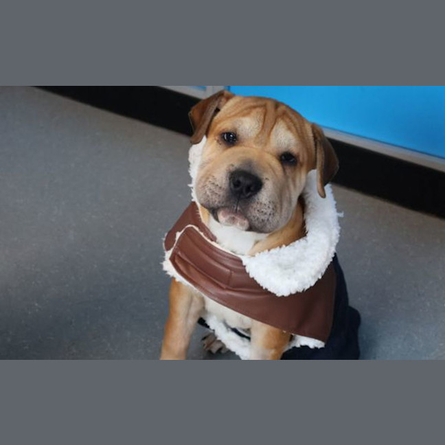 Photo of Whiskey