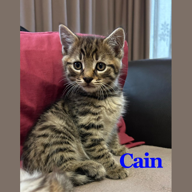 Photo of Cain