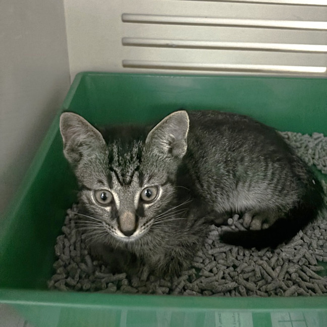 Photo of Niles *Available At Pet Stock Engadine*